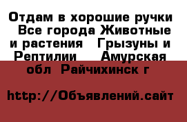 Отдам в хорошие ручки - Все города Животные и растения » Грызуны и Рептилии   . Амурская обл.,Райчихинск г.